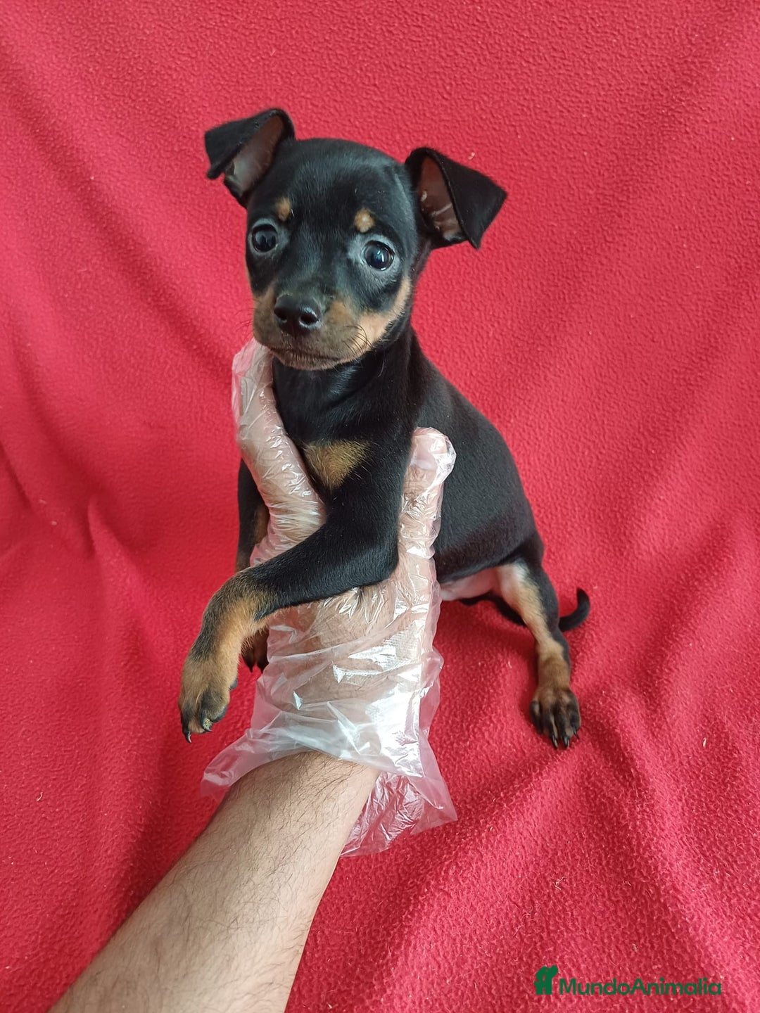 Pinscher Miniatura perros en venta: MiniPincher  - Imagen 1