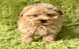 Maltipoo perros en venta: Maltipoo apricot - Imagen 11