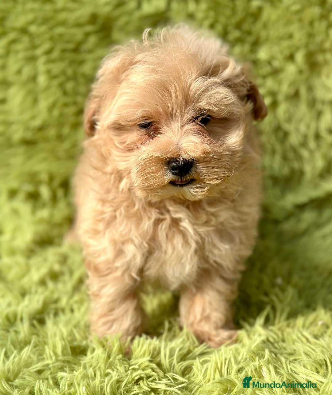 Maltipoo perros en venta: Maltipoo apricot - Imagen 11