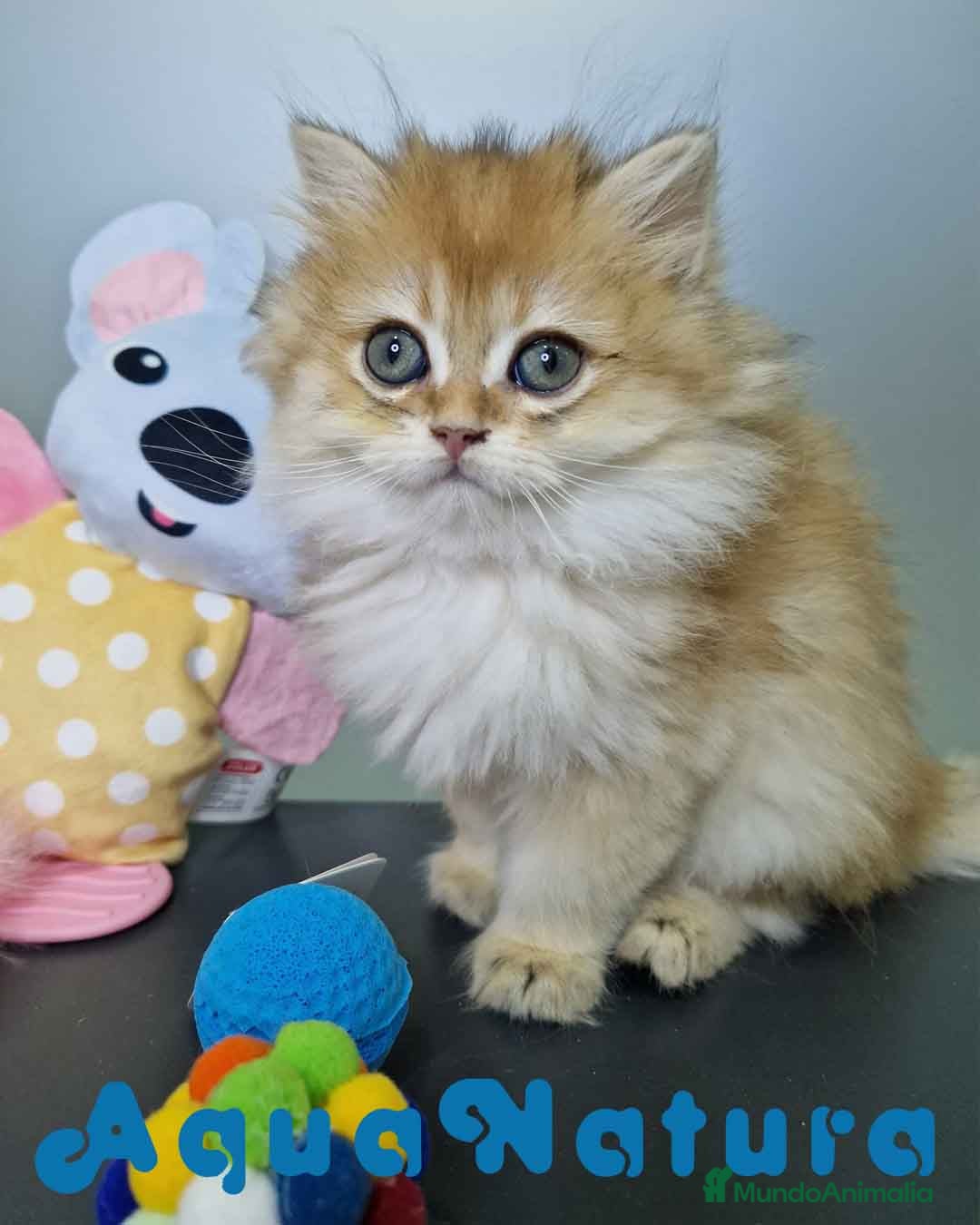 Británico de Pelo Largo gatos en venta: British Longhair Hembra 4516 AQUANATURA - Imagen 3