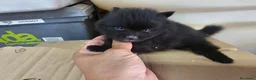 Pomerania perros en venta: Pomerania  - Anuncio 7