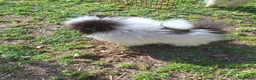 Pomerania perros en venta: Excelente machito pomerania. - Anuncio 5