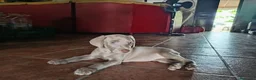 Weimaraner perros en venta: Cachorros Weimaraner  - Anuncio 1