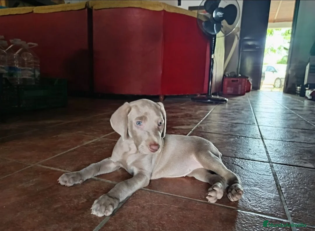 Weimaraner perros en venta: Cachorros Weimaraner  - Anuncio 1