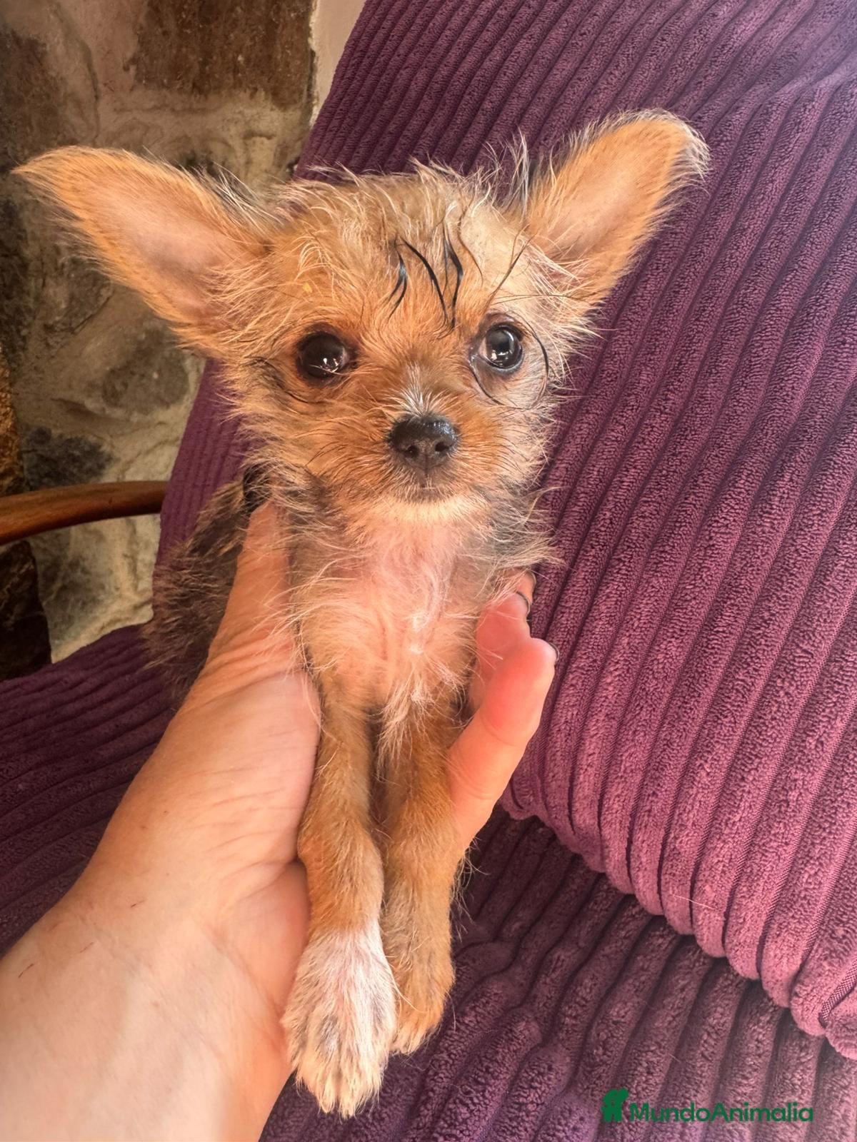 Raza Mixta perros Mix de yorkshire y chihuahua 💕 - Anuncio 4