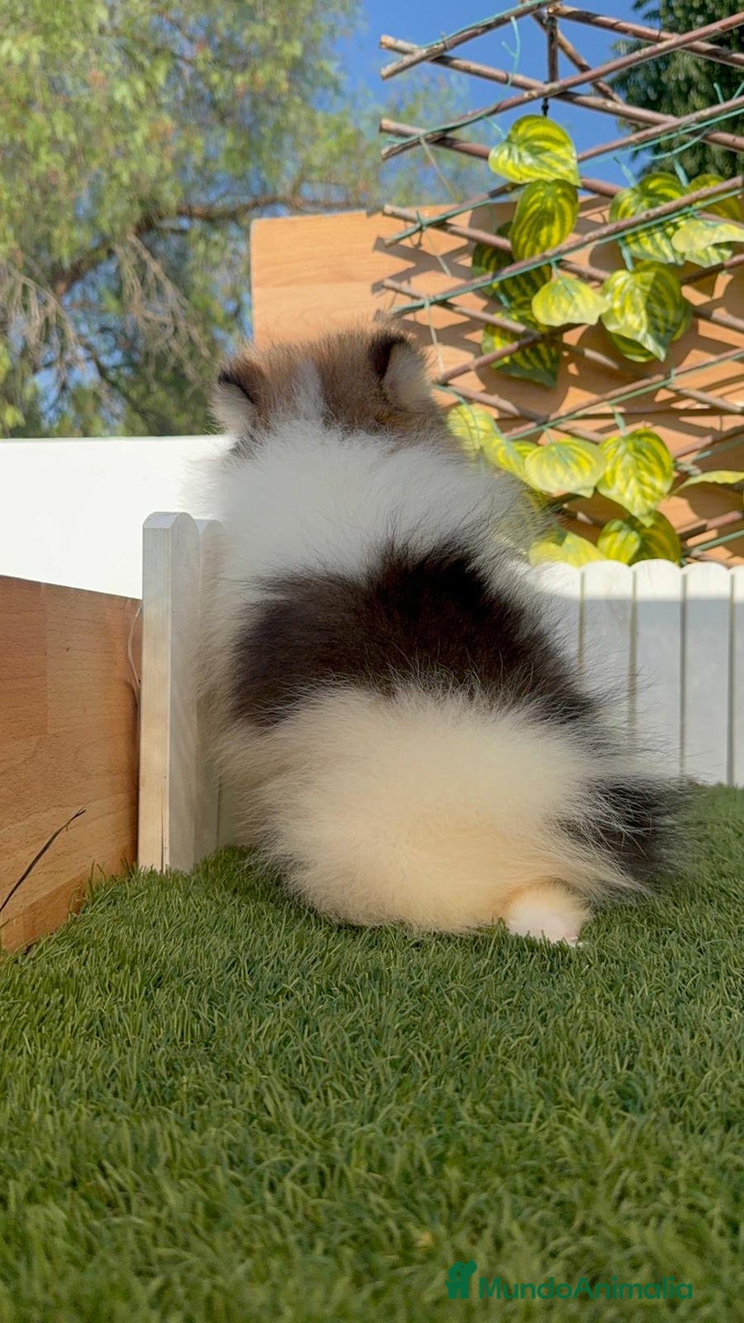 Pomerania perros en venta: POMERANIA MACHO ENVIO A TODA ESPAÑA - Imagen 11