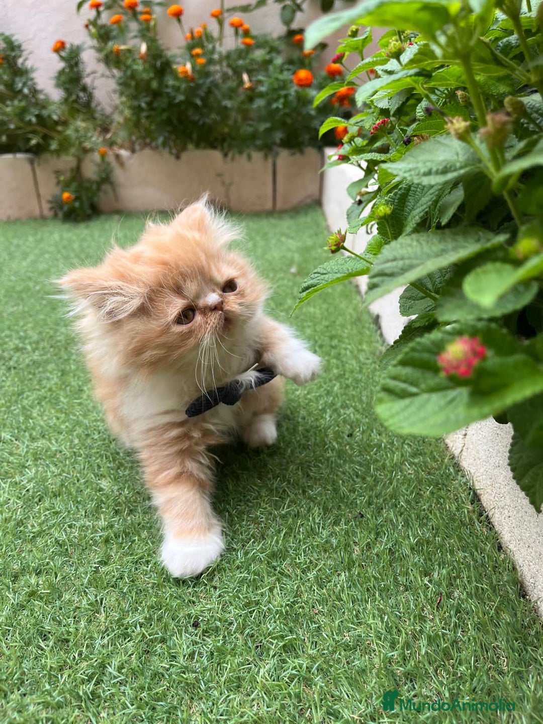 Británico de Pelo Largo gatos en venta: Hembra British Bicolor - Imagen 4