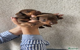 Teckel Miniatura perros en venta: Teckel chocolate kanichen Macho y Hembra  - Imagen 7