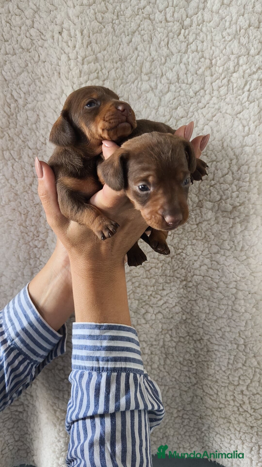 Teckel Miniatura perros en venta: Teckel chocolate kanichen Macho y Hembra  - Imagen 7