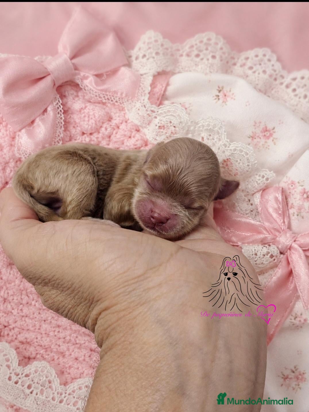 Maltipoo perros MALTIPOO MINIATURA ASIÁTICO  - Anuncio 1