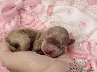 Maltipoo perros MALTIPOO MINIATURA ASIÁTICO - Anuncio 1