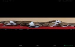 Bulldog Inglés perros en venta: Bulldog ingles  - Imagen 1