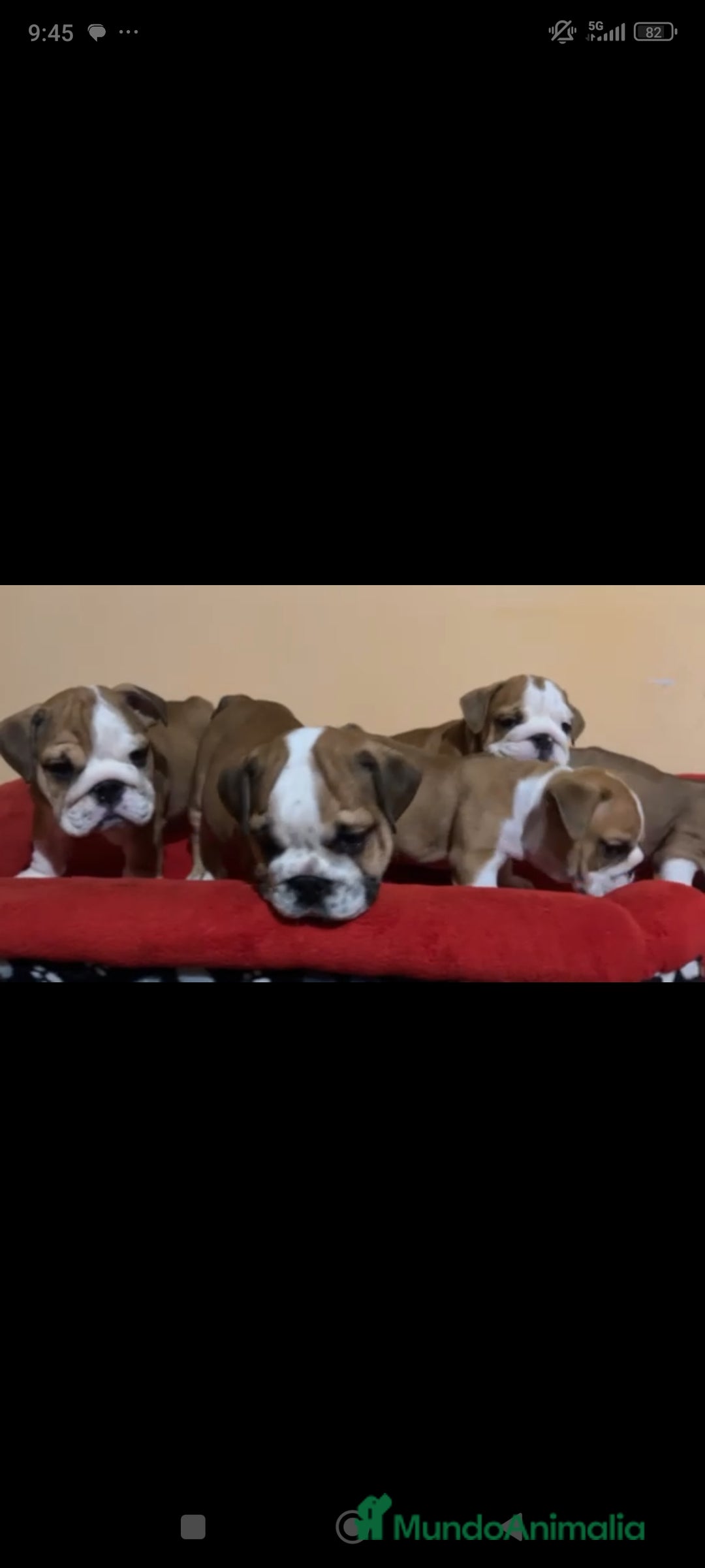 Bulldog Inglés perros en venta: Bulldog ingles  - Imagen 1