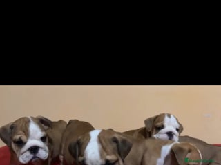 Bulldog Inglés perros - Anuncio 2