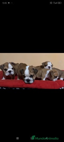 Bulldog Inglés perros - Anuncio 1