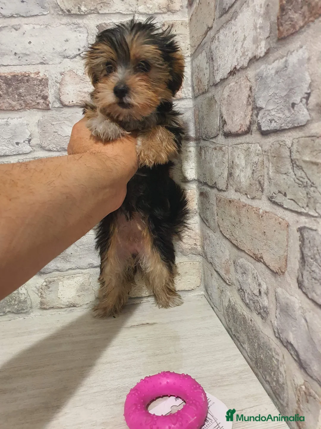 Yorkshire Terrier perros en venta: Yorkshire miniatura  - Anuncio 4