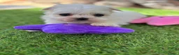 Bichón Maltés perros en venta: Bichon Maltés líneas coreanas !! - Anuncio 2