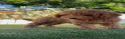 Caniche Enano perros en venta: CANICHE ENANO - Anuncio 19