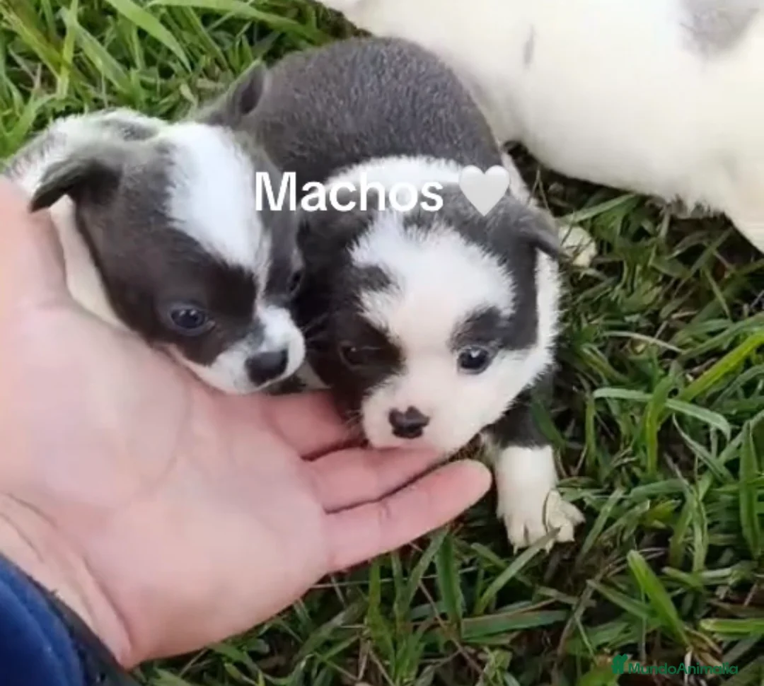 Chihuahua perros en venta: Chihuas machos - Anuncio 1