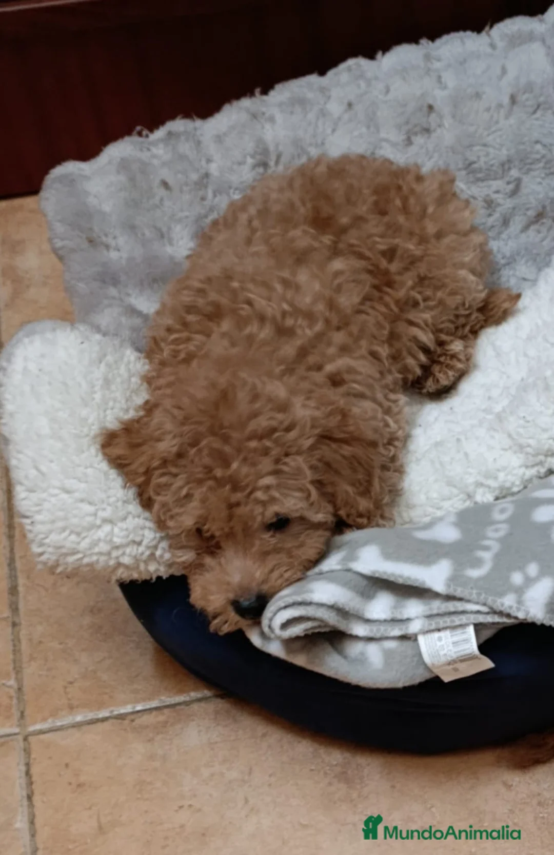 Caniche Toy perros en venta: Caniche toy rojo apricot negro y chocolate - Anuncio 3