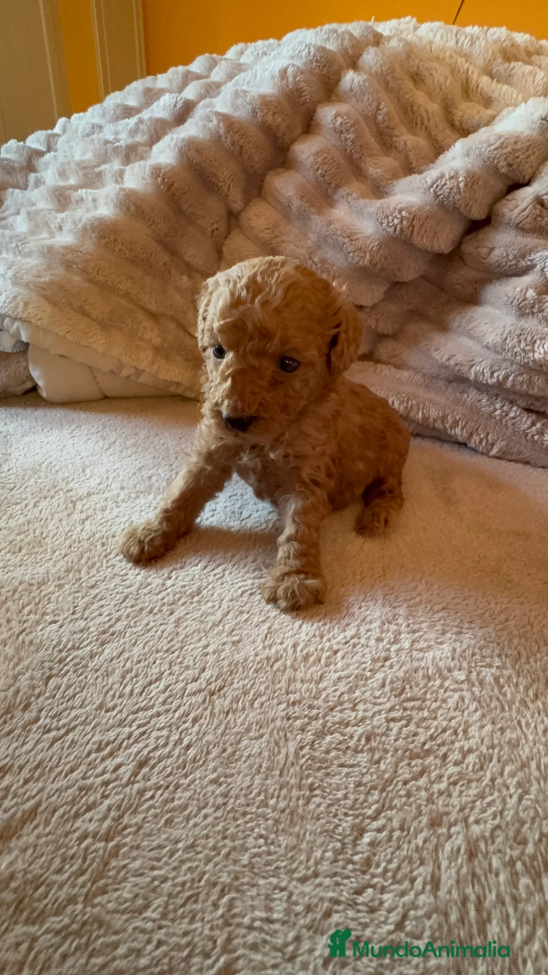 Caniche Toy perros en venta: Cachorro caniche Toy rojo  - Anuncio 9