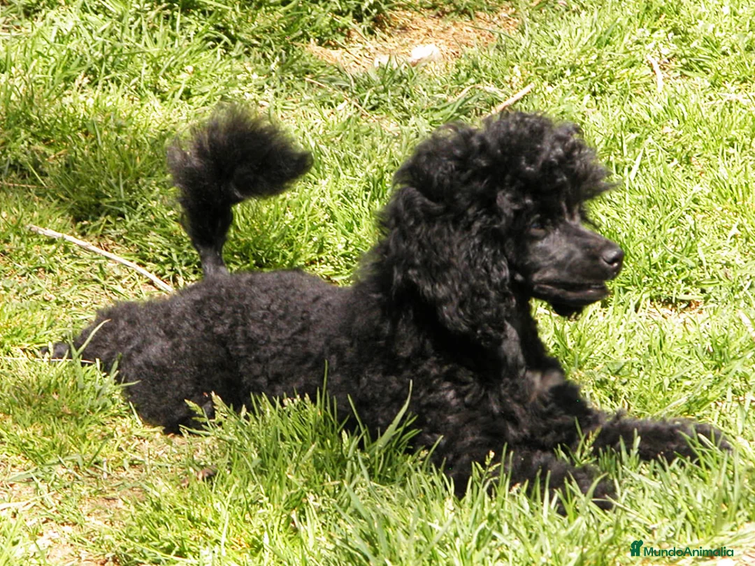 Imagen de galería {{count}}