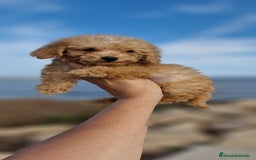 Caniche Toy perros en venta: HEMBRA CANICHE TOY - Imagen 2