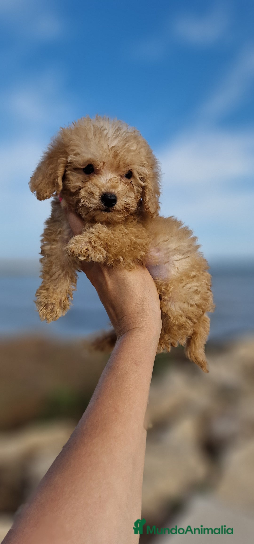 Caniche Toy perros en venta: HEMBRA CANICHE TOY - Imagen 2