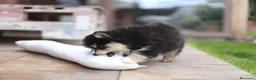 Pomsky perros en venta: Pomsky toy F3 - Anuncio 7