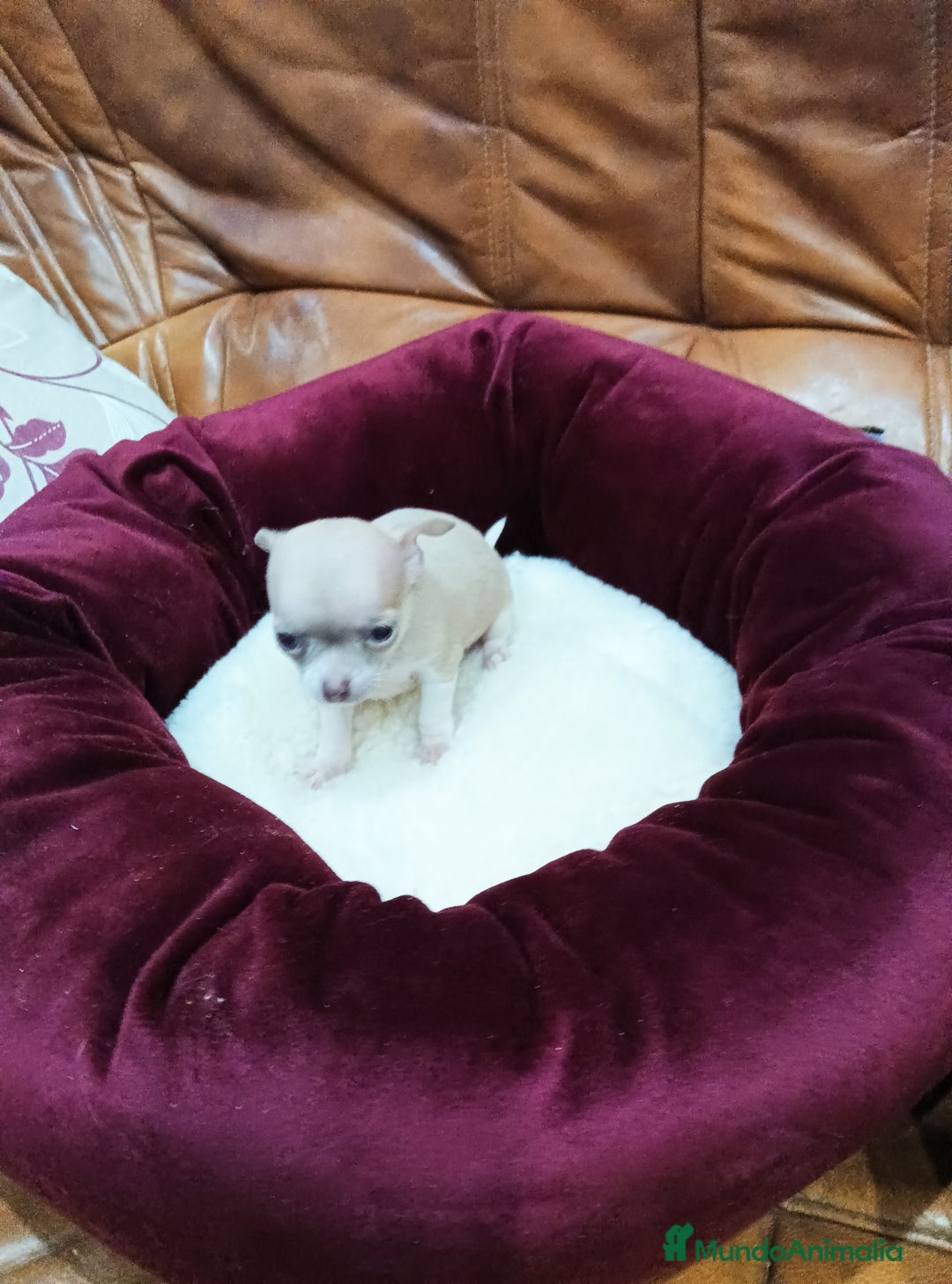 Chihuahua perros en venta: Chihuahua toy - Anuncio 6