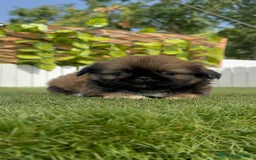 Pekinés perros en venta: PEKINES IMPERIAL HEMBRA - Imagen 12