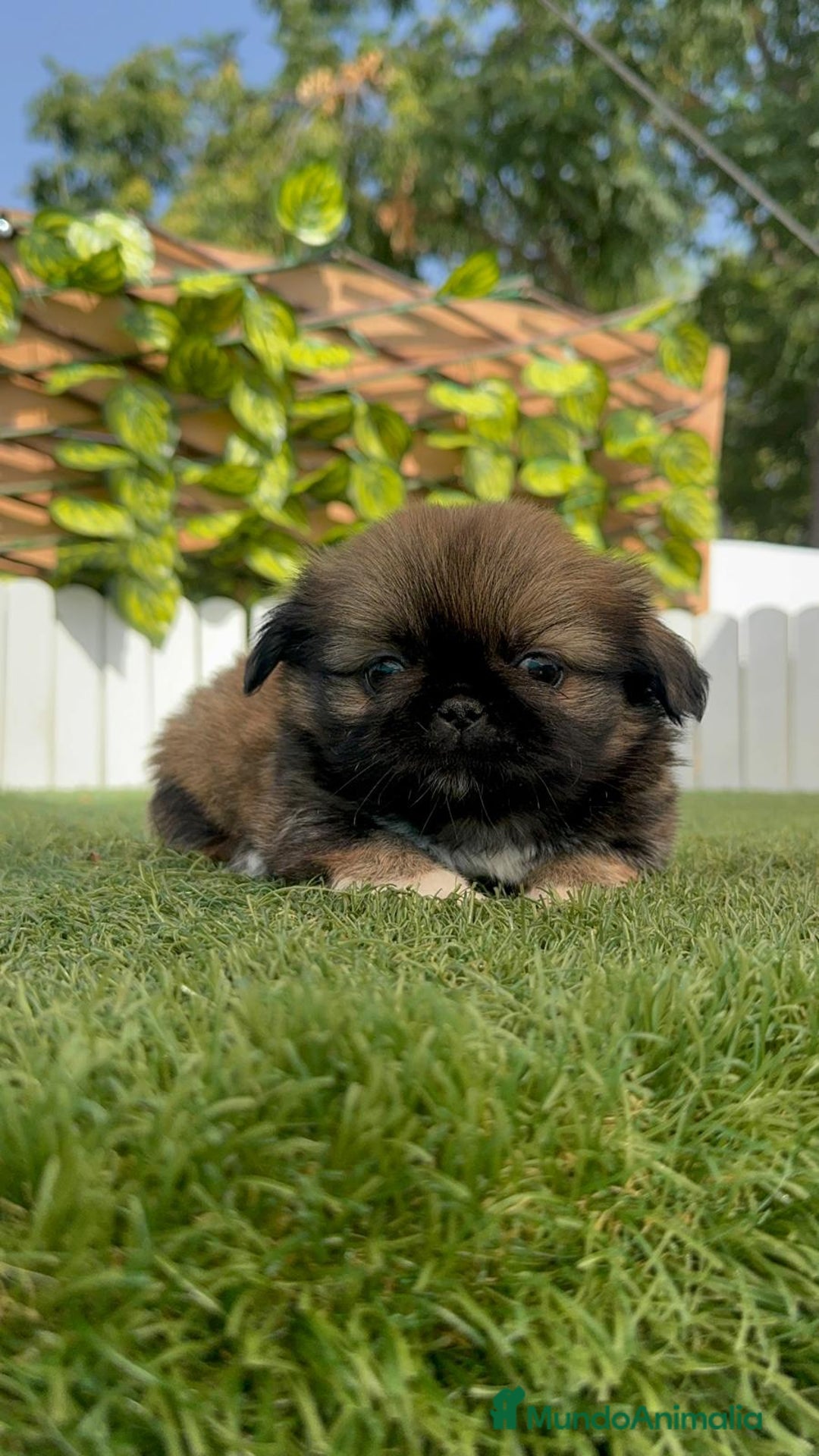 Pekinés perros en venta: PEKINES IMPERIAL HEMBRA - Imagen 12