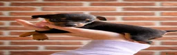 Ratón de Praga perros en venta: RATON DE PRAGA EN BADAJOZ - Anuncio 6