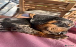 Teckel Miniatura perros en venta: Cachorros teckel arlequin chocolate  - Anuncio 3