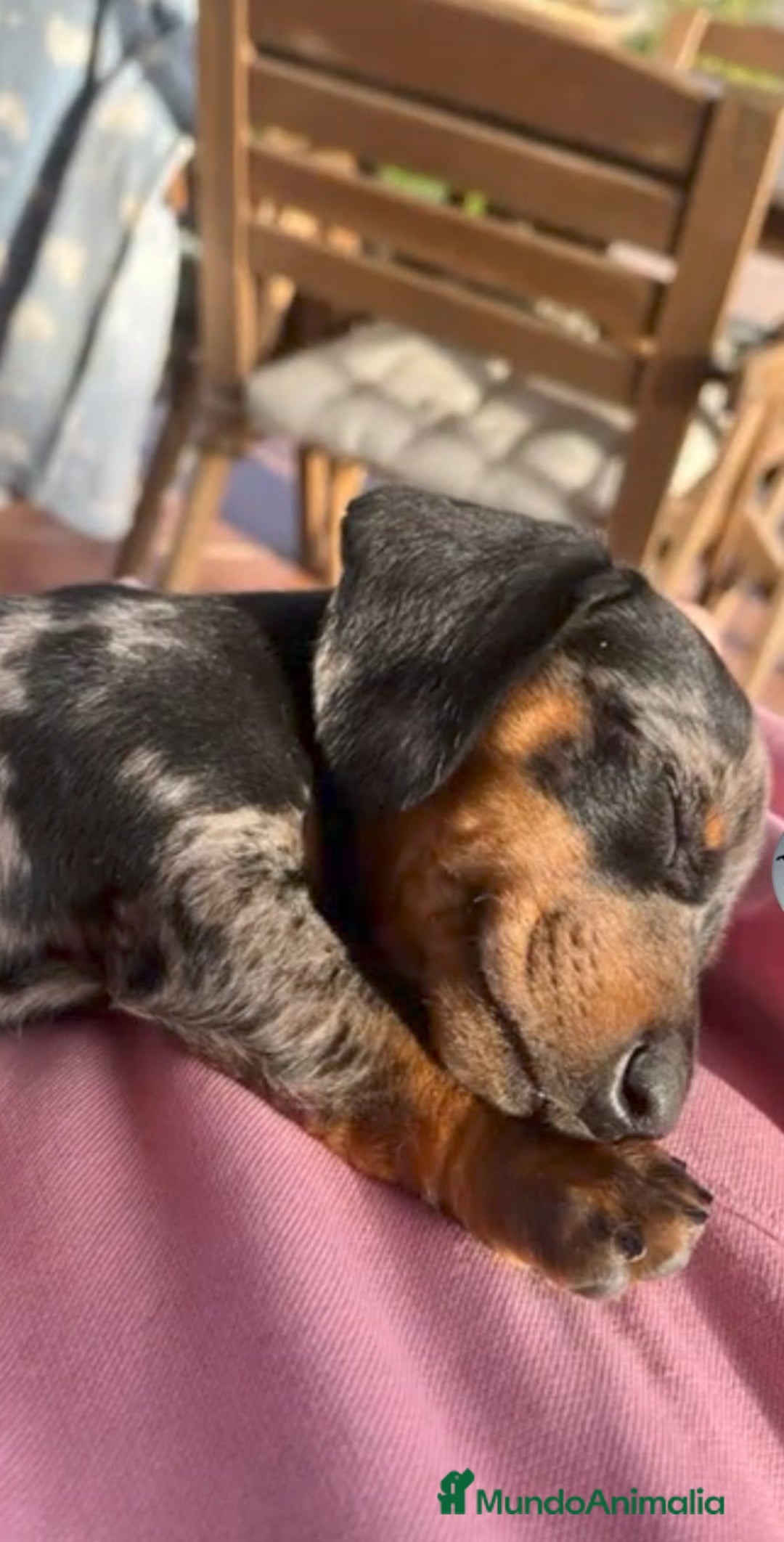 Teckel Miniatura perros en venta: Cachorros teckel arlequin chocolate  - Anuncio 3