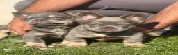 Bulldog Francés perros en venta: Bulldog francés fluffy  - Anuncio 2