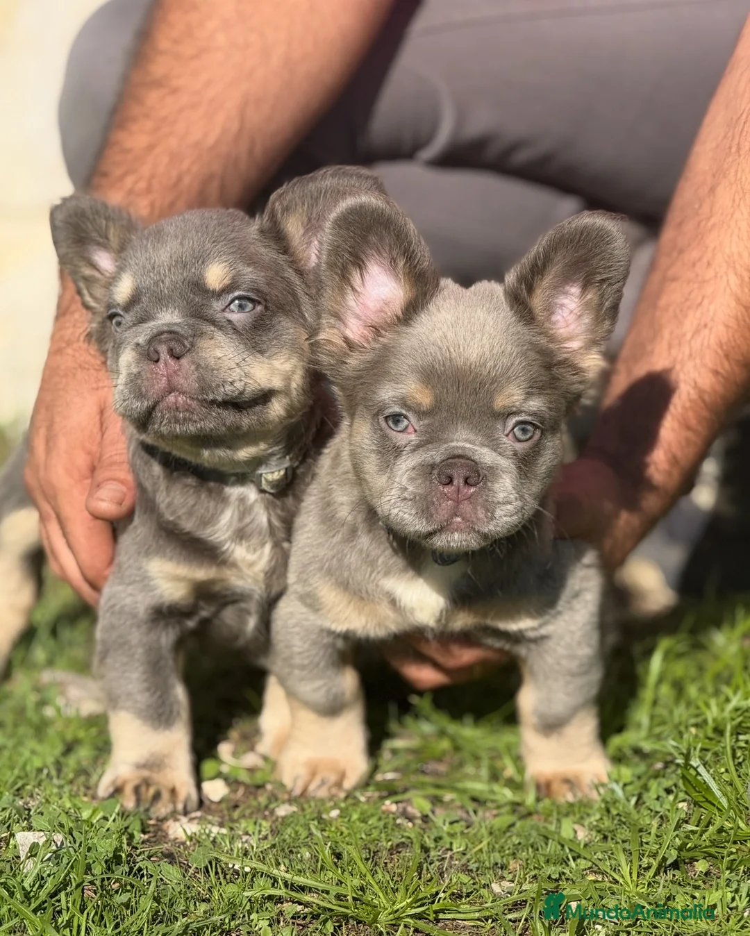 Bulldog Francés perros en venta: Bulldog francés fluffy  - Anuncio 2