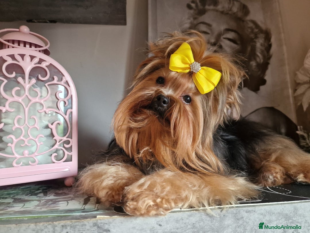 Yorkshire Terrier perros en venta: Yorkshire terrier - Imagen 1