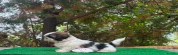 Shih Tzu perros en venta: Machitos de shih tzu - Anuncio 12