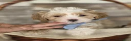 Maltipoo perros en venta: MALTIPOO - Anuncio 9
