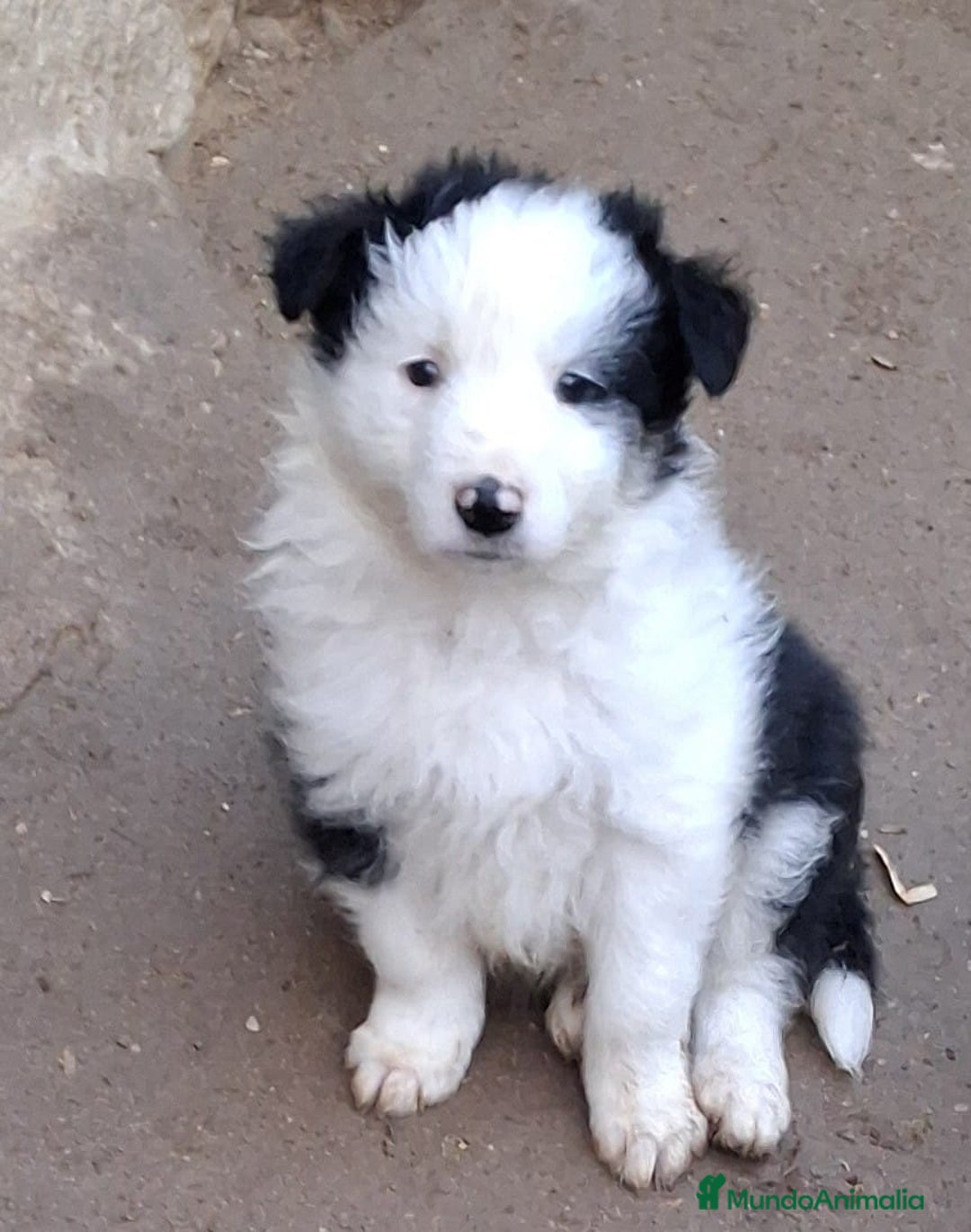 Border Collie perros en venta: Boder collie Getafe  - Anuncio 2