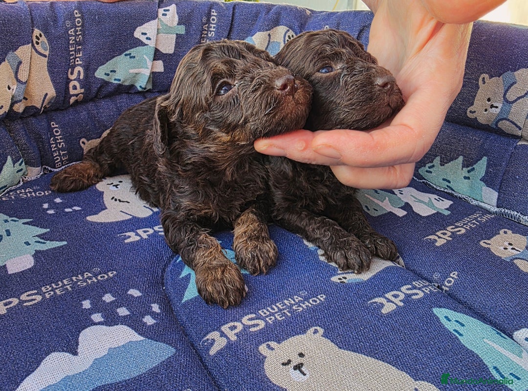 Caniche Toy perros en venta: Caniches toy chocolate - Anuncio 4