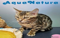 Bengalí gatos en venta: Bengali Hembra 4607 AQUANATURA - Imagen 7