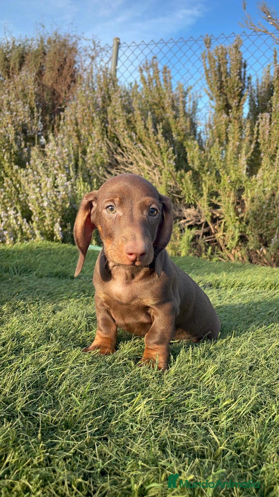 Teckel Miniatura perros en venta: Teckel mini  - Anuncio 2