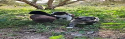 Otras razas perros en venta: AUSTRALIAN WATER DOG - Anuncio 10