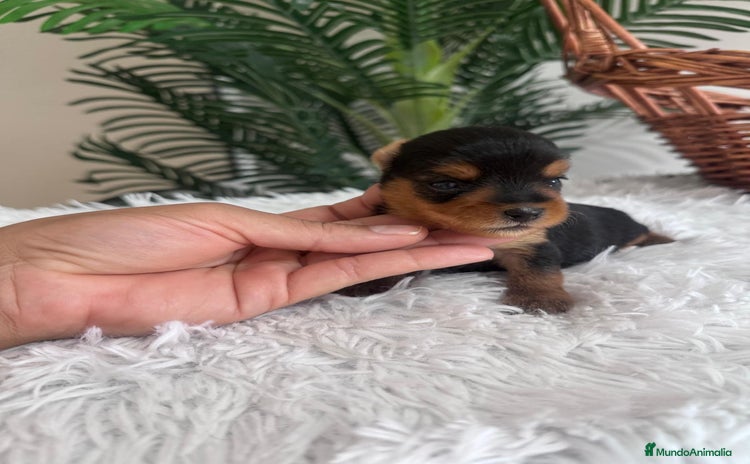 Yorkshire Terrier perros - Anuncio 1