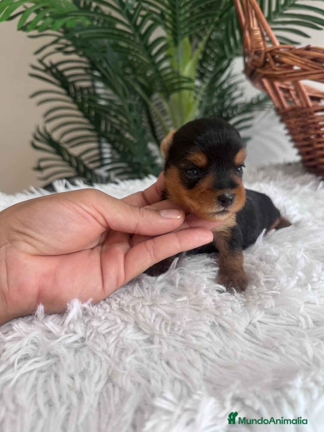 Yorkshire Terrier perros en venta: YORKSHIRE TERRIER - Imagen 1