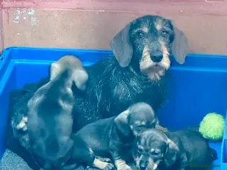 Teckel perros Camada Teckel st Pelo Duro - Anuncio 1