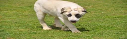 Mastín Español perros en venta: Mastin Español Autóctono Ganadero - Anuncio 2