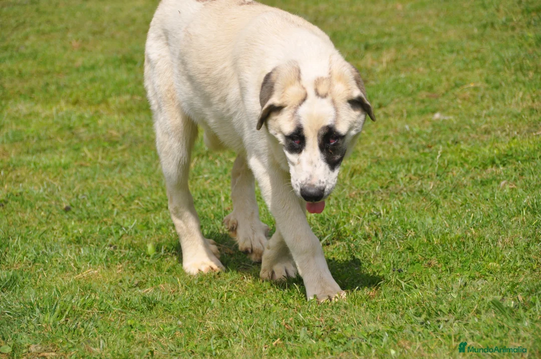 Mastín Español perros en venta: Mastin Español Autóctono Ganadero - Anuncio 2